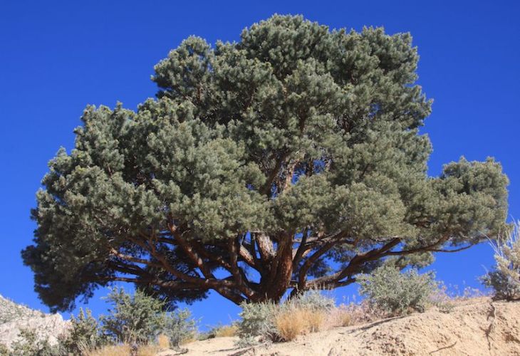 Pinyon_pine_Pinus_monophylla-58e943c53df78c5162fe7bcc