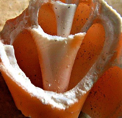 shell san pedro belize