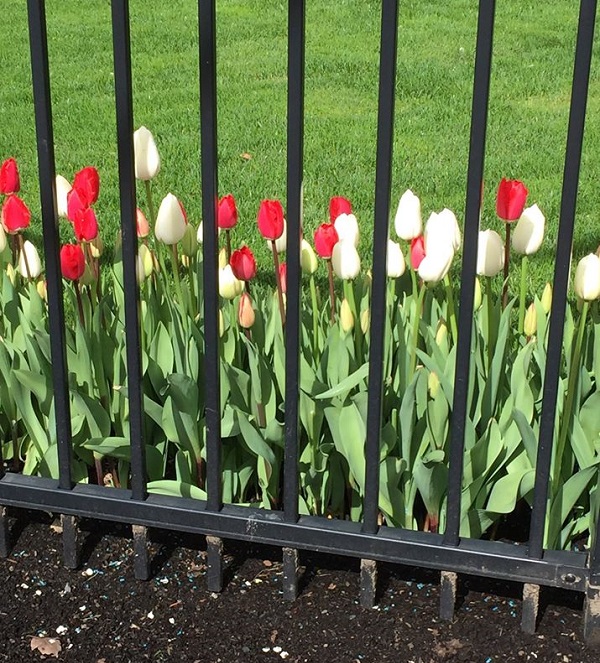 19B. Tulips in Jail