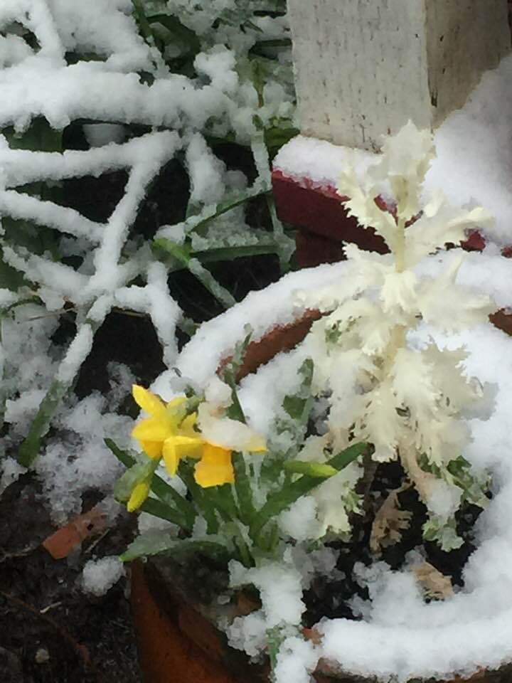 7 Daffodil in snow