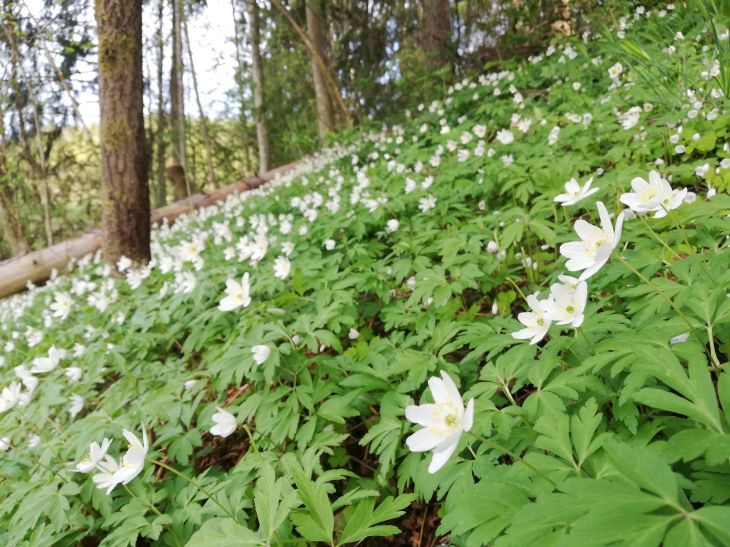 Anemones in the forest 2