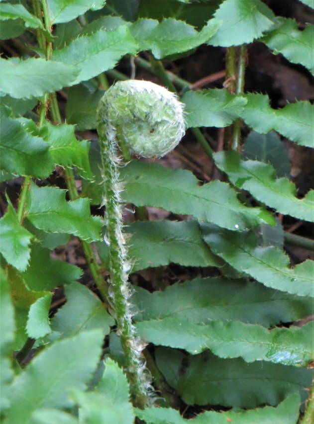 dorreen fiddlehead 1