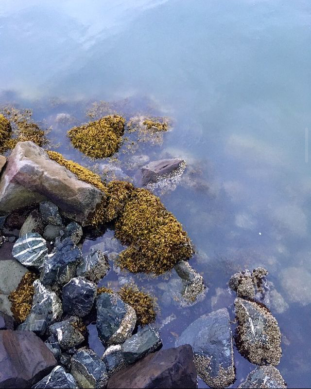 Mossy rocks and water reflecting foggy sky.
