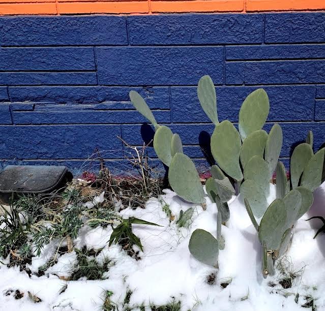 Prickly pear cactus and small plants in snow against a blue brick wall.