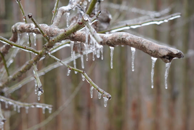 Photograph of bare branches covered in ice and small icicles.