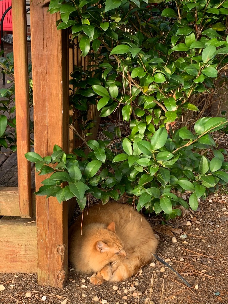 Yellow-orange cat curled up under a leafy shrub, with its back to some wooden furniture. 