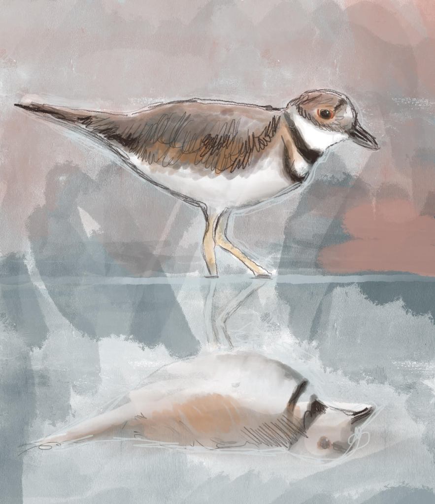 Killdeer bird standing in water and reflected below.