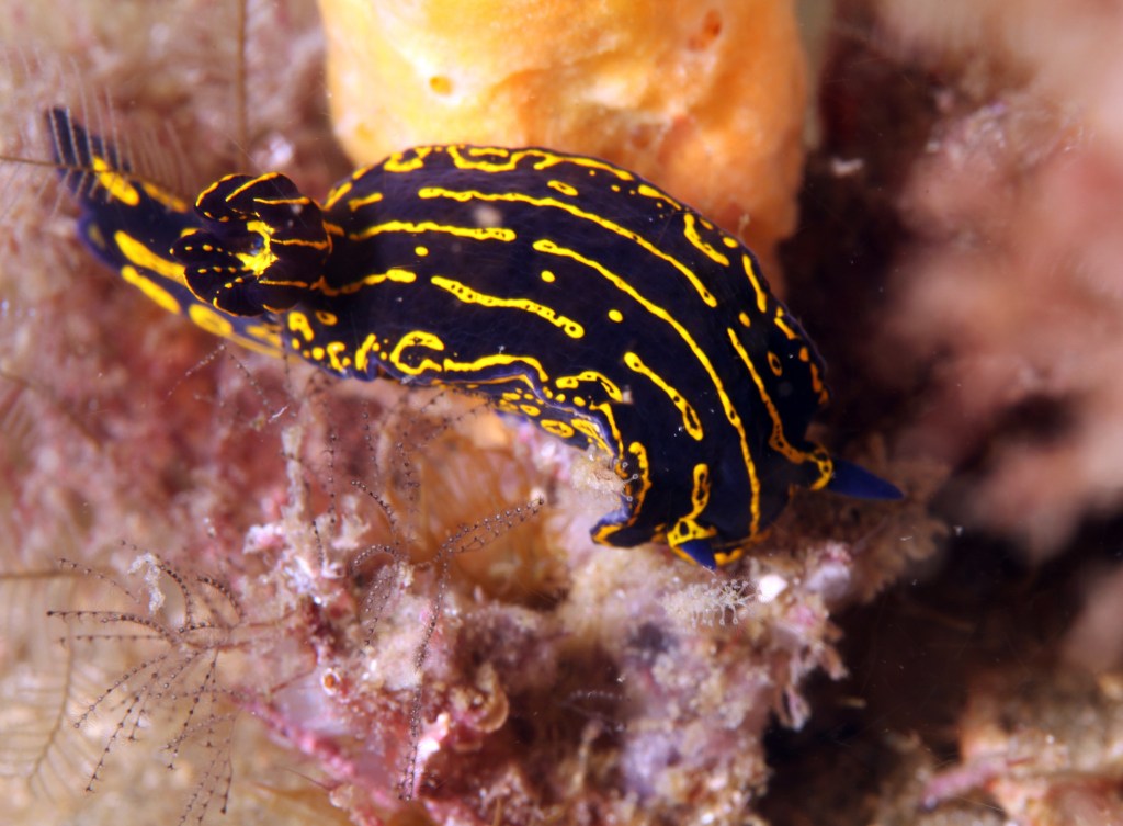 Yellow and purpler splotch-striped nudibranch on some pinkish undersea growths.