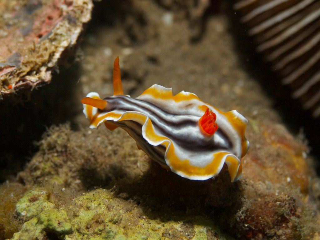 a white nudibranch, striped with black in the middle and yellow around the edge. It has orange antennae and an orange central protuberance of some kind. It looks like a living ice cream sundae, floating above algae covered rocks