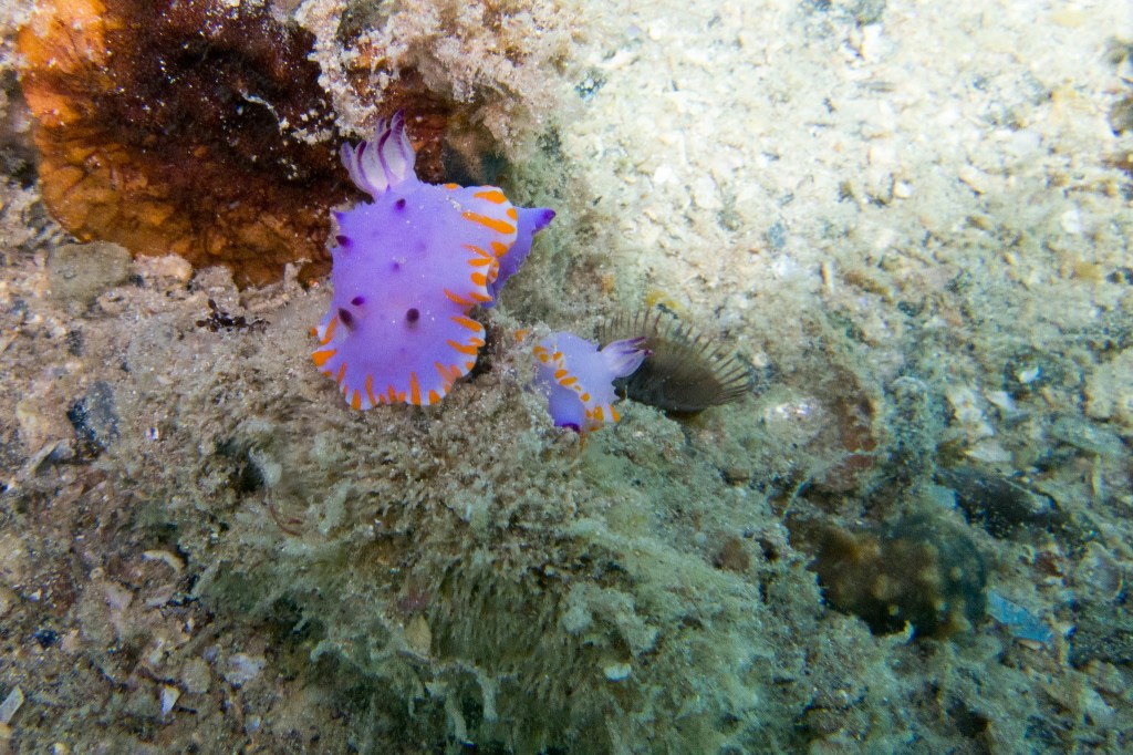 two purple and orange nudibranchs, they're mostly lavender, with orange stripes pointing inward from their edges. They look like balloons or sopaipillas, and seem to be among flounder and rocks at the seafloor.