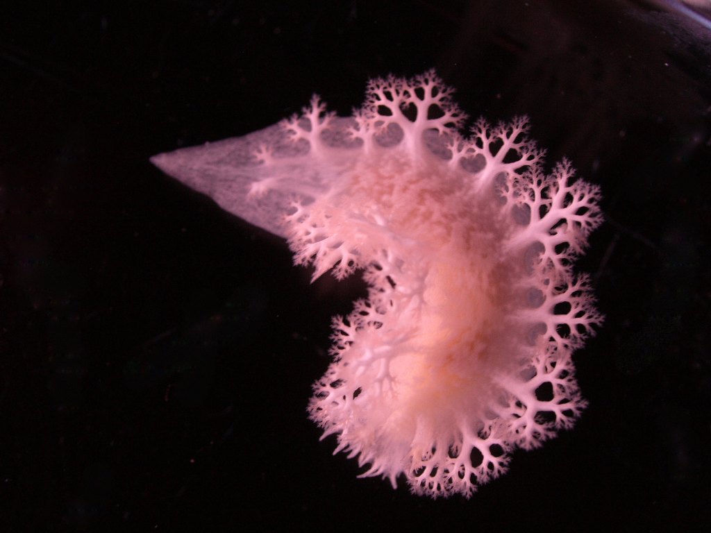 a pink nudibranch that looks like lung tissue, a forest, fractals. Kidney shaped pink organ covered with branching vessels on a black background. The top of the creature rises to a point.