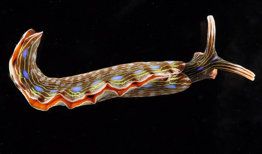 A brown nudibranch, striped with thin yellow lightning, purple bubbles and red edges. This creature swirls and swims through the dark water.