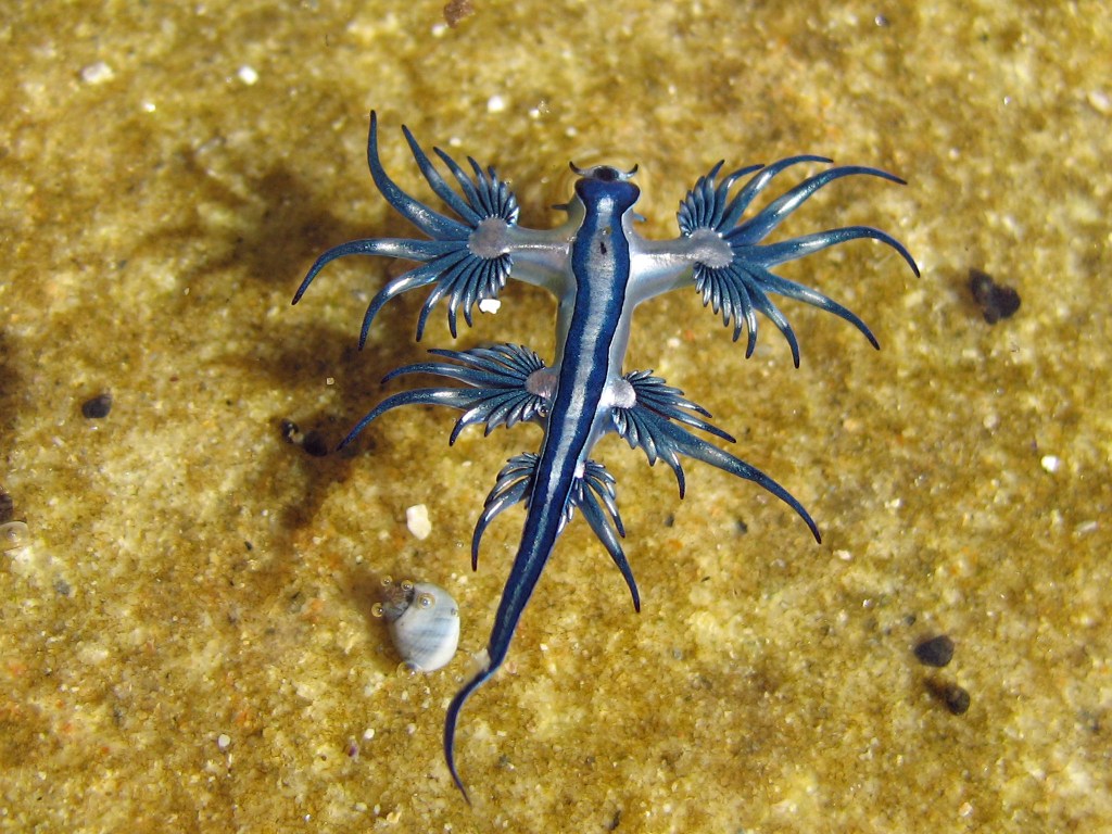 A blue nudibranch who looks almost dragonlike, with six elongate wings with points like uneven stars. The creature has dark blue shimmering stripes and light periwinkle stripes. The creature swims over yellow sand and shells.
