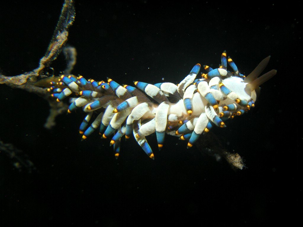 This nudibranch is covered in small wriggling tentacles. it is cream colored, with blue stripes and yellow tips to the tentacles, and it swims in dark water.