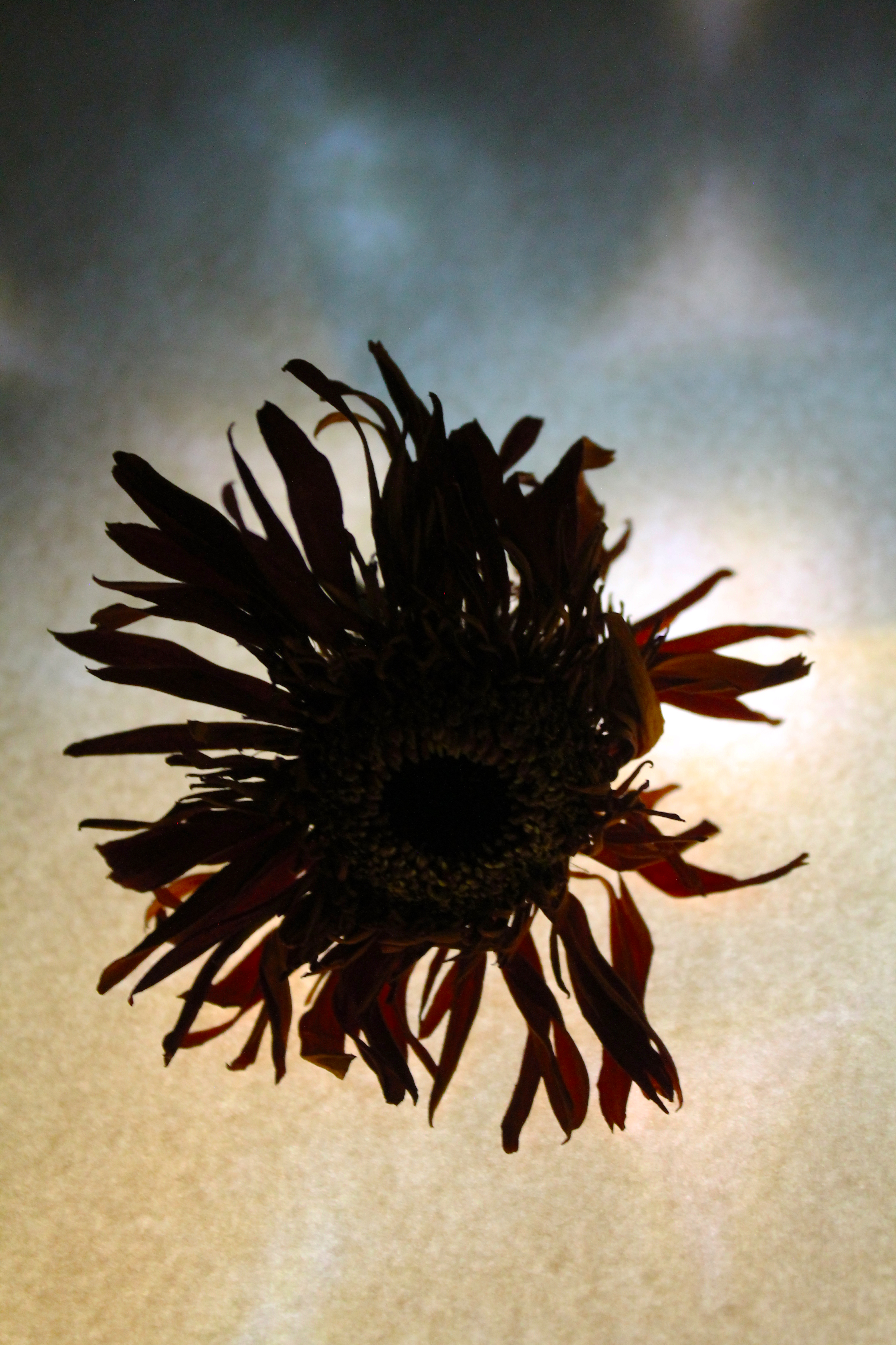 Tentacle's Reach by Jury S. Judge. Foreground: Close-up of a wilted sunflower. The colors are muted and dark. The flower appears caught in a shadow. The top of the background is a blurred, out of focus blue that changes to a blurred yellow color on the bottom half.