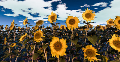 A somewhat distorted digital image of a thicket of sunflowers under a cloudy blue sky by Niobe Flux.