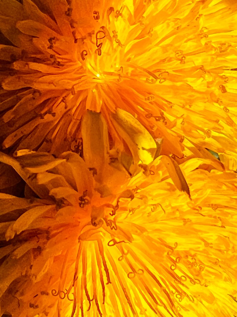 Often Overlooked but Delicately Beautiful by Jury Judge. This artwork features a closeup of two flowers with delicate small orange yellow petals which, in the center of each blossom become thin and end in small spirals pointing in opposite directions.