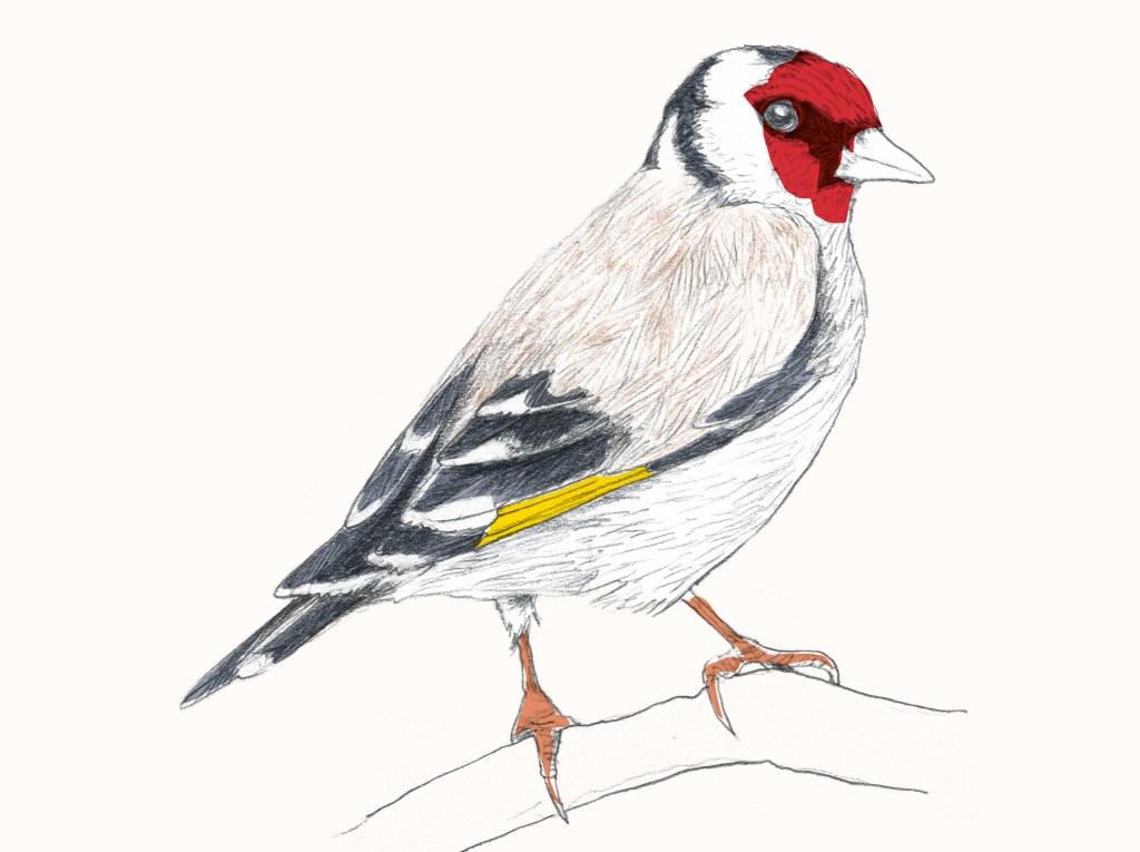 Art description: Goldfinch by Stéphanie Léonard is a sketch on cream paper of a goldfinch eyeing the viewer while standing on a slender branch. The bird is lightly colored with a red face, white, brown dark gray and yellow feathering and orange feet grasping the branch.