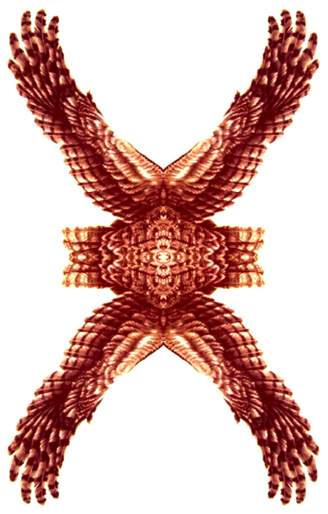 Artwork: 10 Freckles Stirred by Daylight by Bill Wolack. A collage of wings and feathers kaleidosopically arranged. Wings spread toward each corner of the image, with the center filled with a horizontal feathered shape.